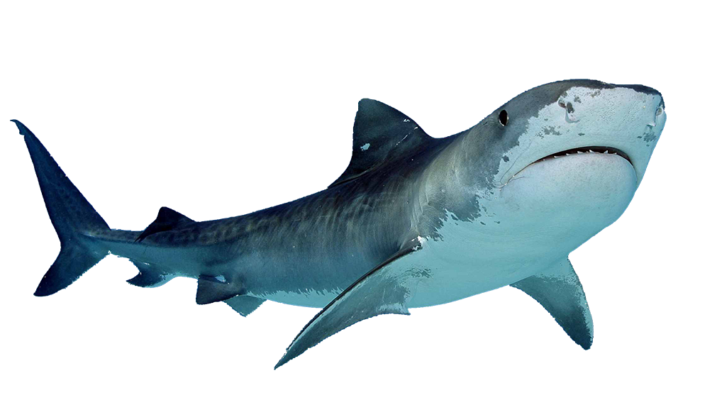 Megalodon Shark PNG Image High Quality PNG Image