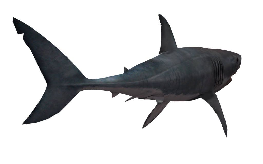 Shark Nemo PNG Download Free PNG Image