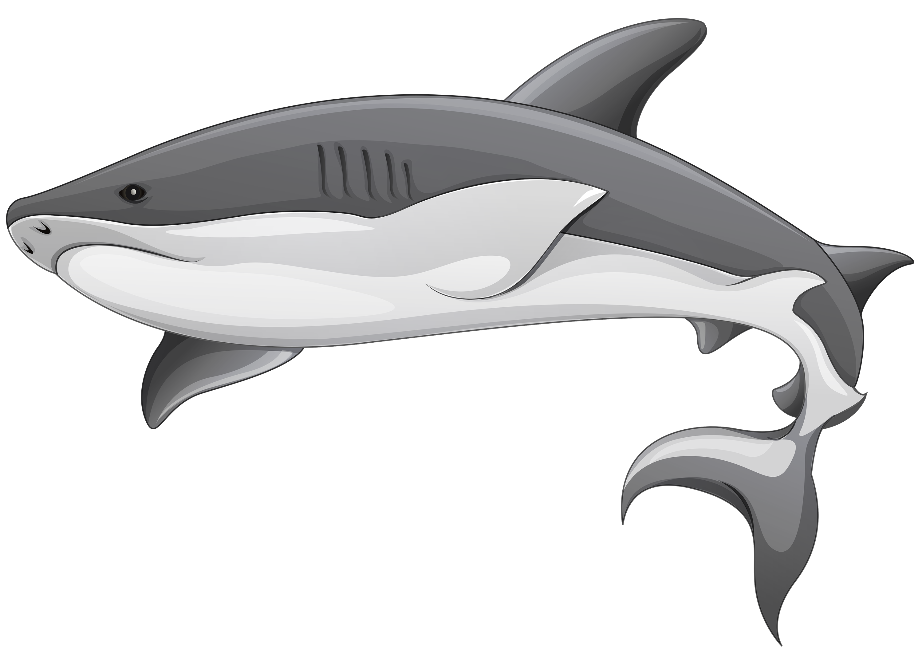 Real Shark Aquatic HQ Image Free PNG Image