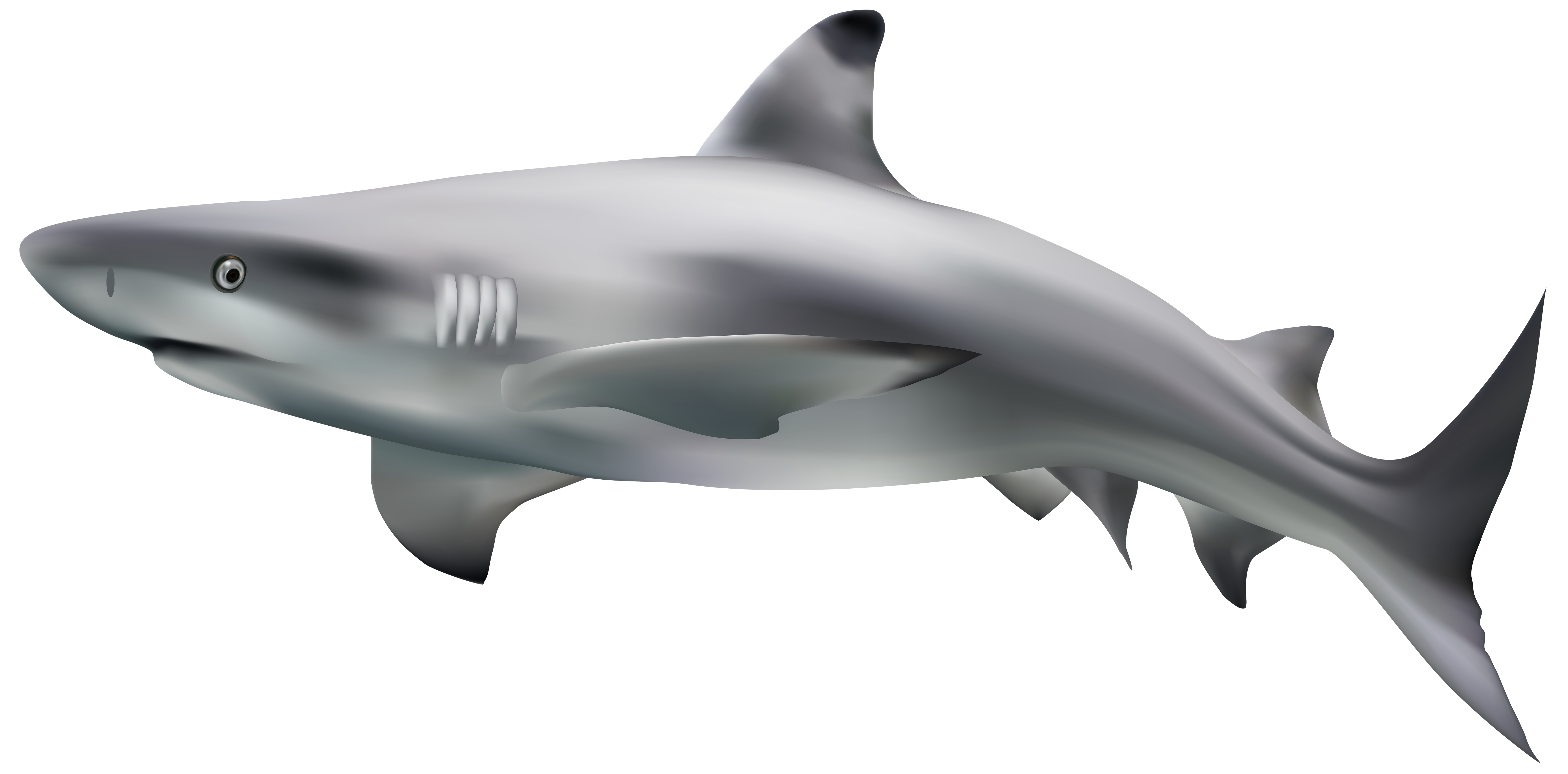 Real Shark Aquatic Free Download PNG HD PNG Image