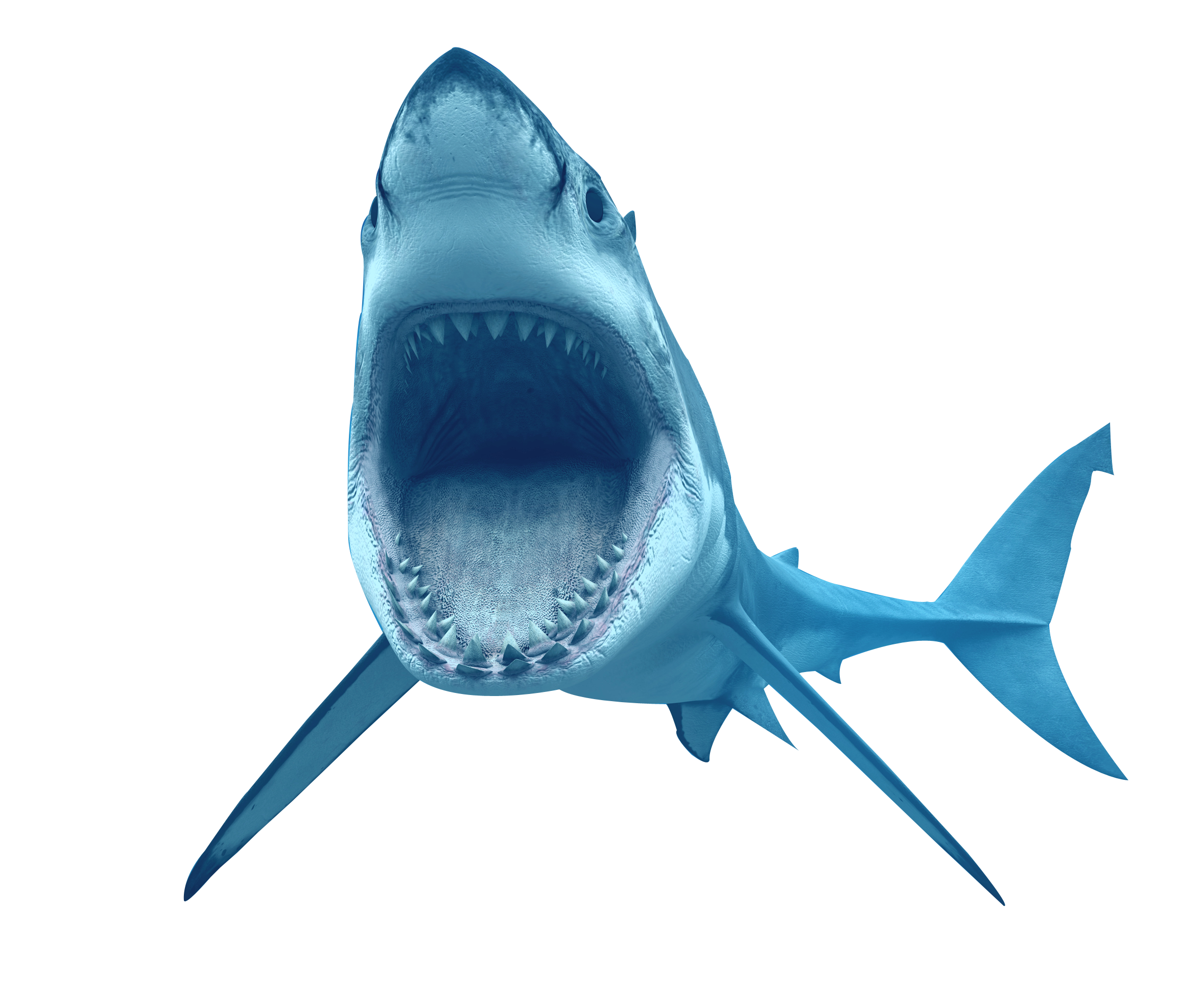 Real Wildlife Shark Free Download PNG HD PNG Image