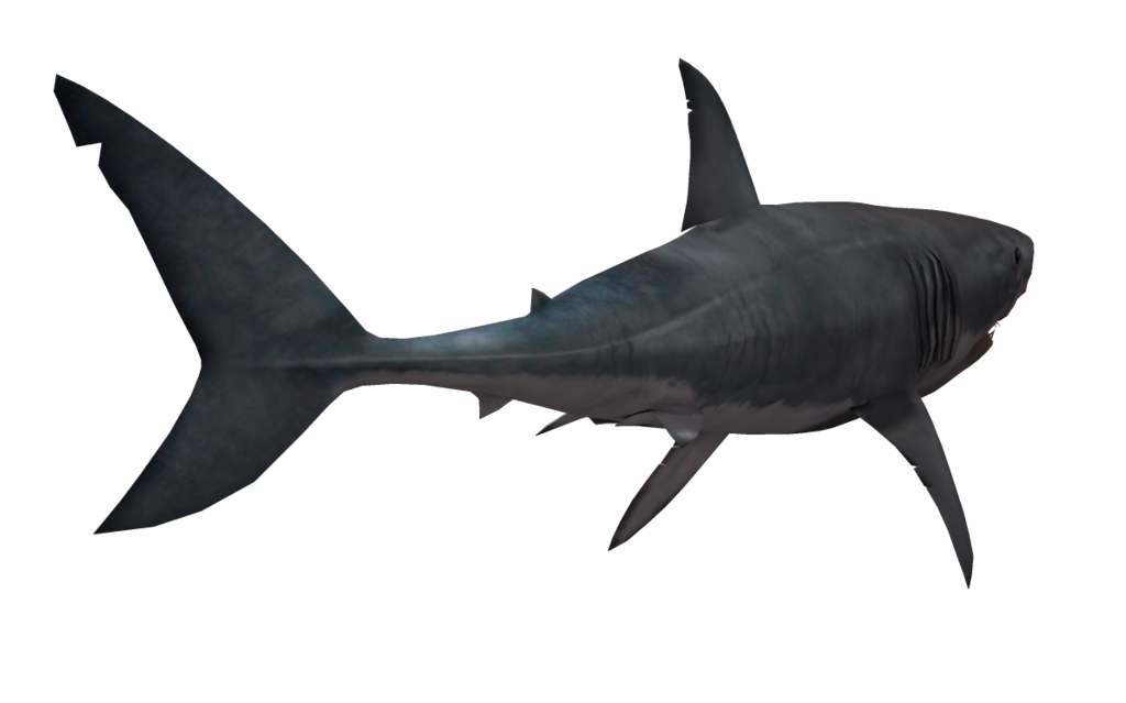 Shark Transparent Image PNG Image
