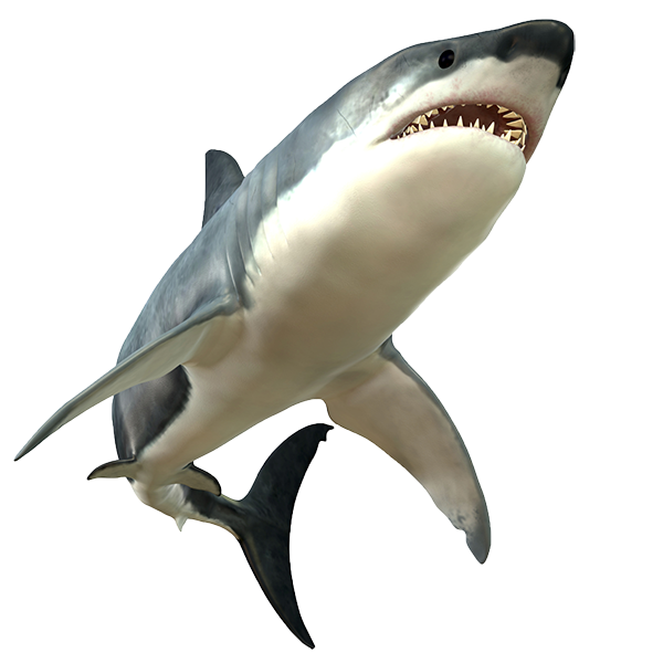 Shark Picture PNG Image