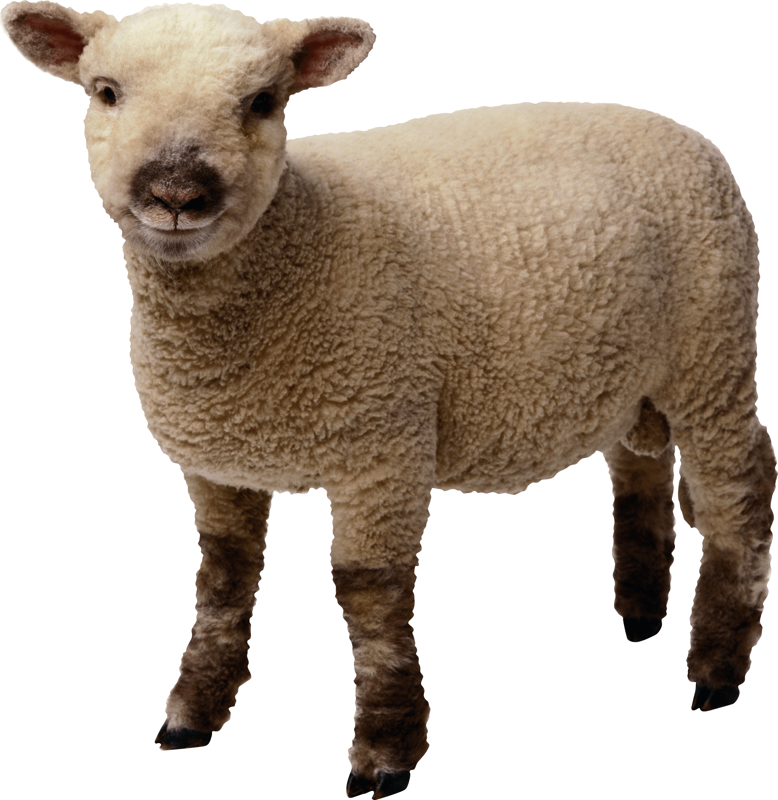 Little Sheep Png Image PNG Image