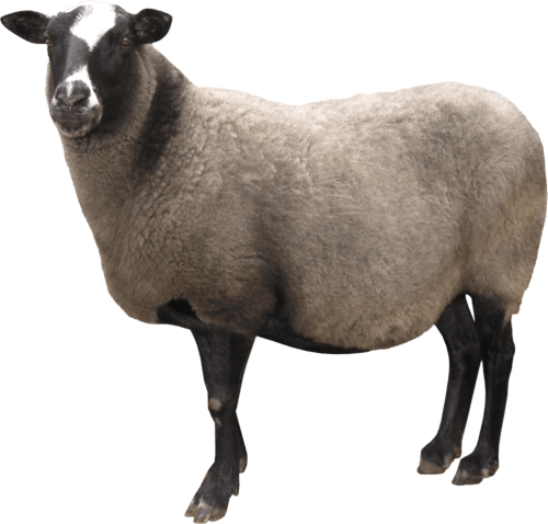 Sheep Png Image PNG Image