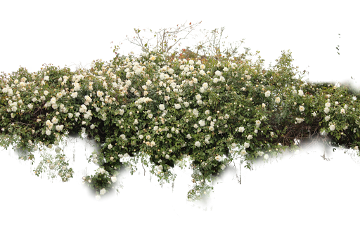 Bushes Free Png Image PNG Image