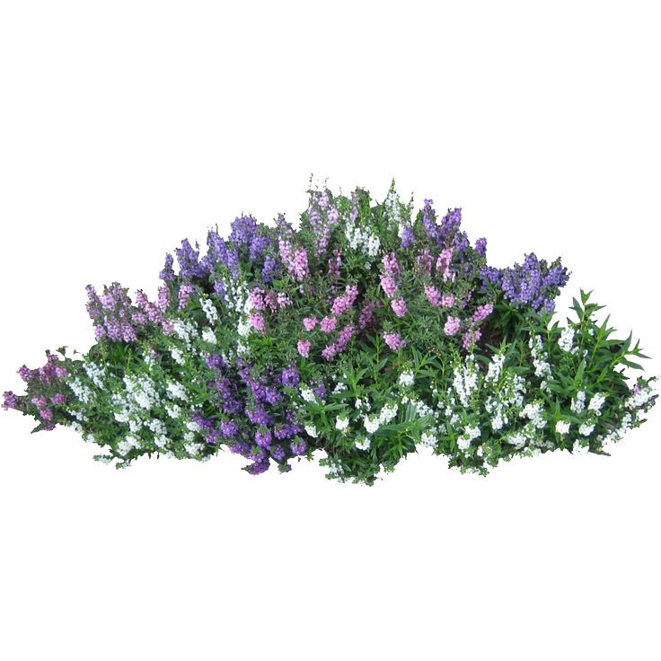 Bushes Transparent PNG Image