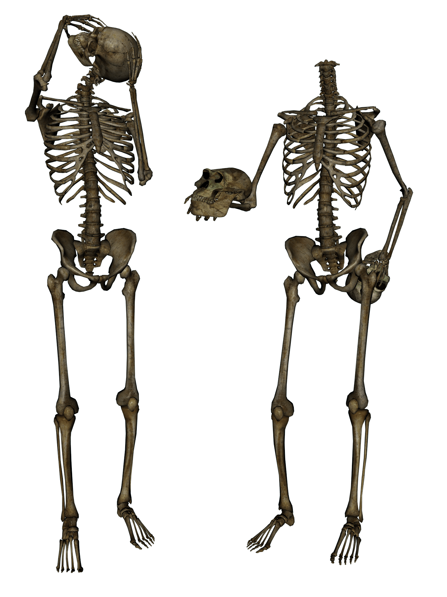 Skeleton Png Image PNG Image