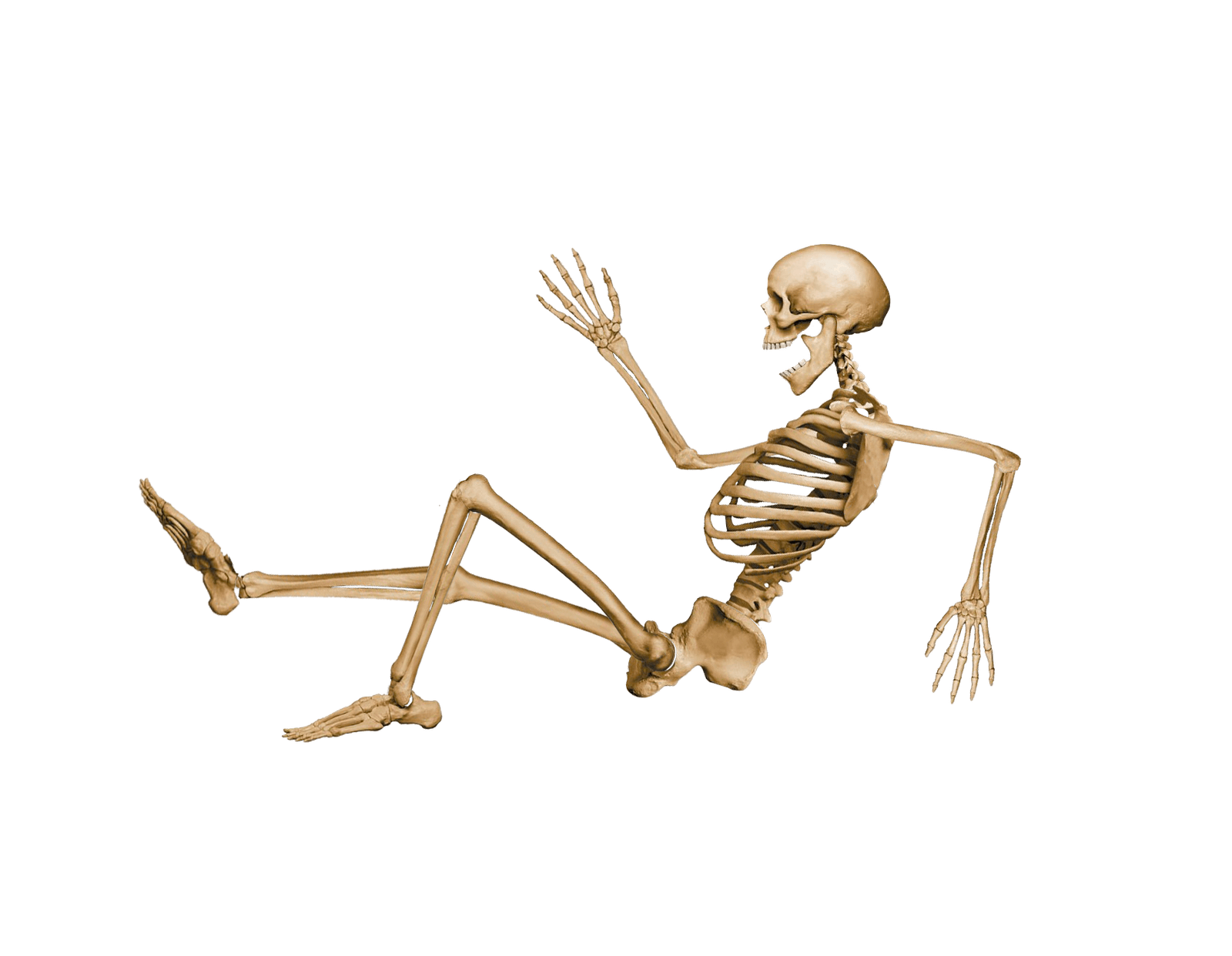 Skeleton Png Image PNG Image