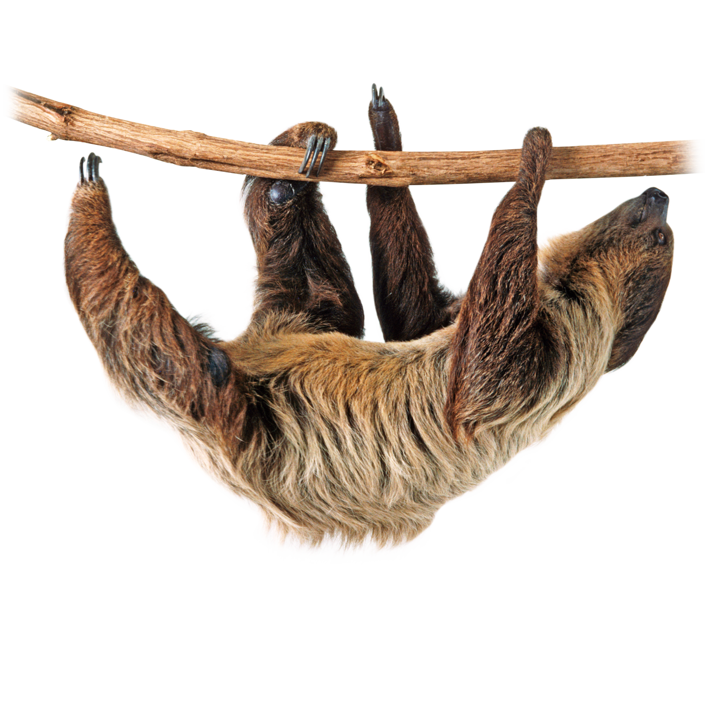 Sloth Png Image PNG Image
