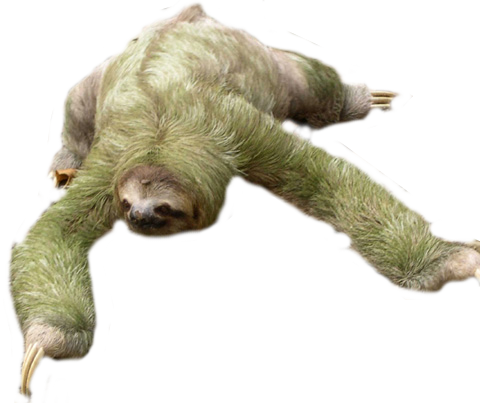 Sloth Free Download Png PNG Image