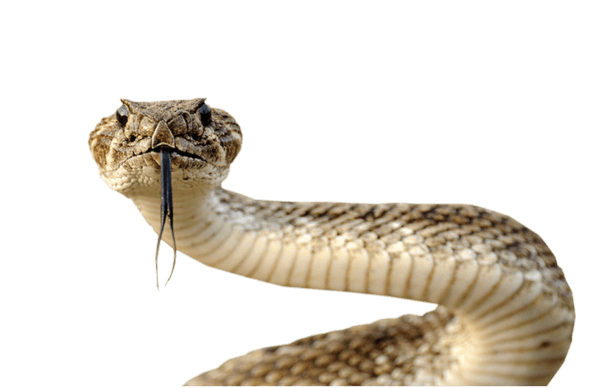 Snake Png Image Picture Download PNG Image