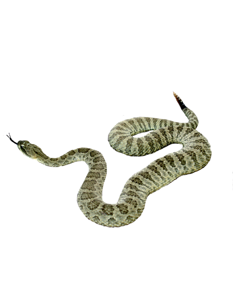 Snake Png Picture PNG Image