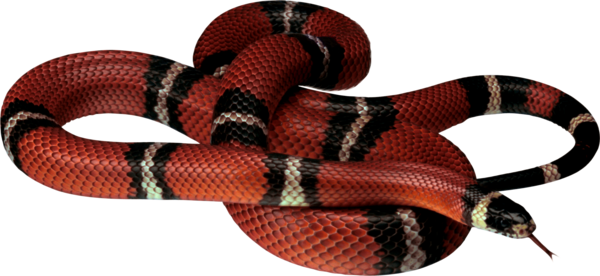 Snake Png File PNG Image