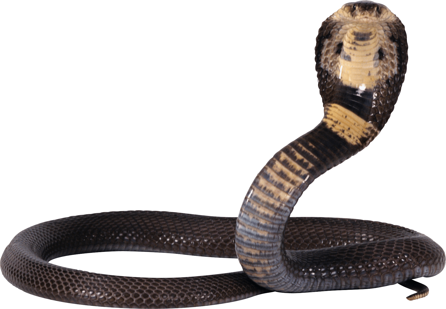 Cobra Snake Png Image Download Picture PNG Image