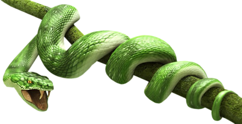 Snake High-Quality Png PNG Image