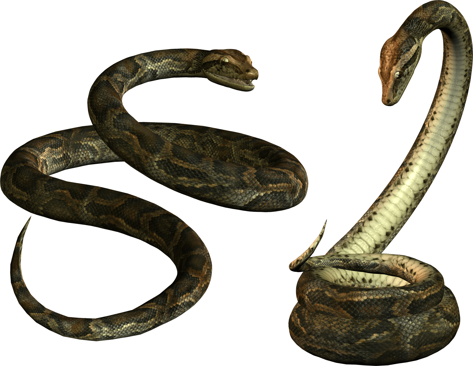Snake Png Image Picture Download PNG Image