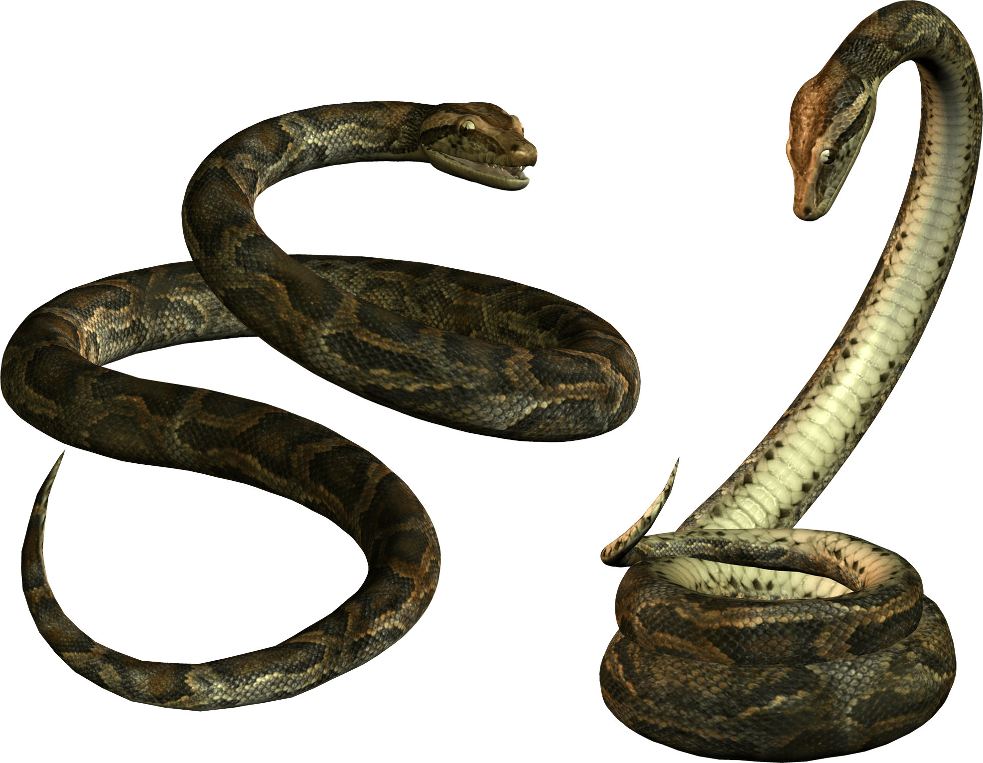 Snake Png Image Picture Download  PNG Image