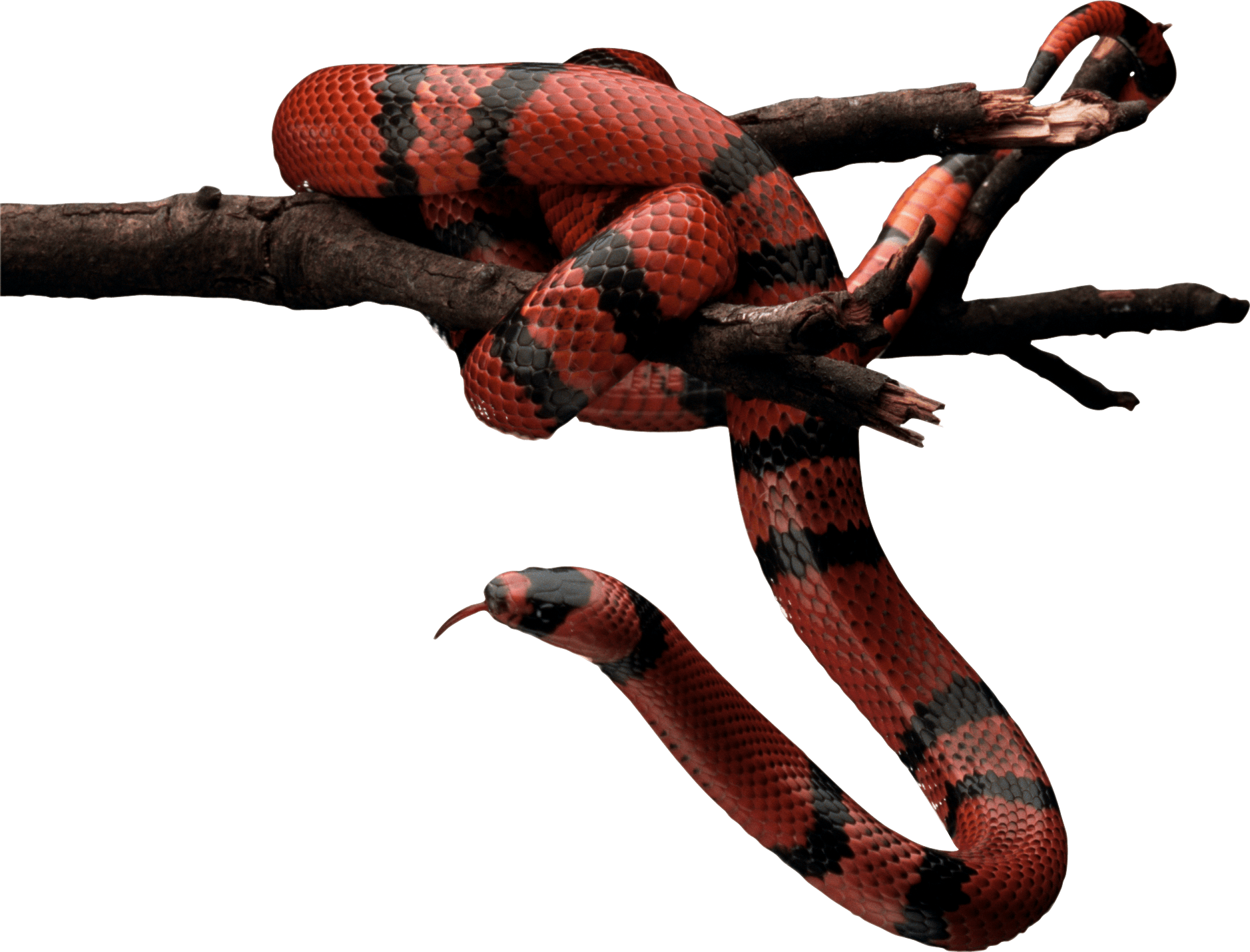 Red Snake Png Image Picture Download  PNG Image