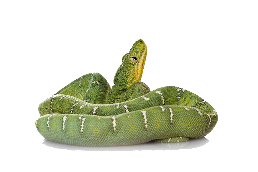 Green Snake File PNG Image