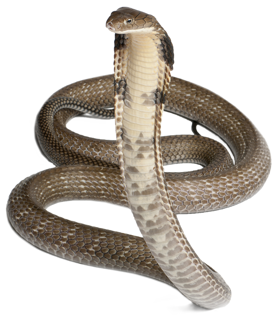 Download Cobra Snake Hq Png Image Freepngimg