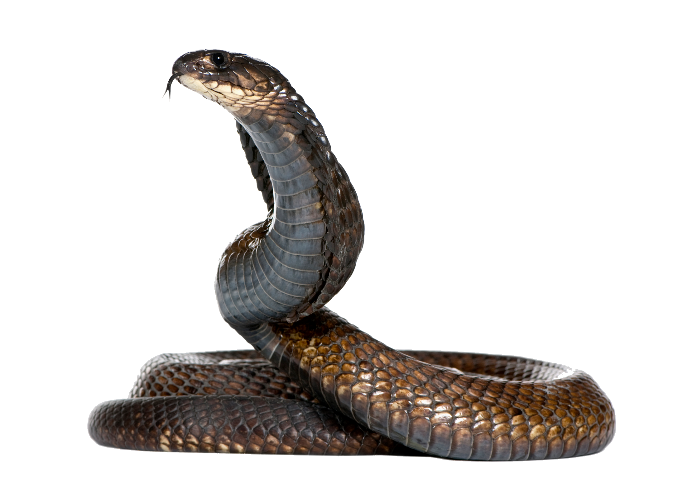 Black Snake Image PNG Image