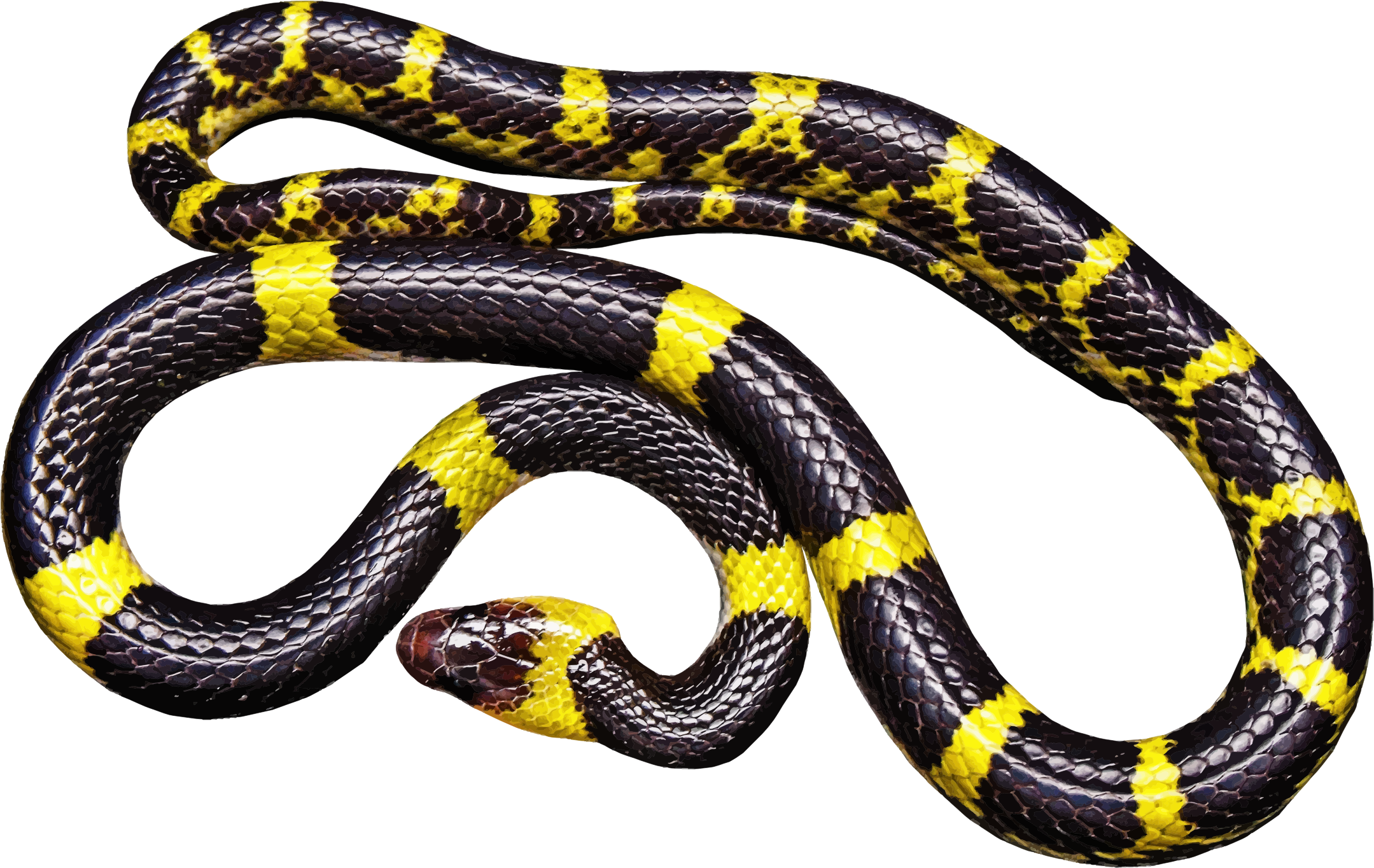 Black Snake Transparent PNG Image