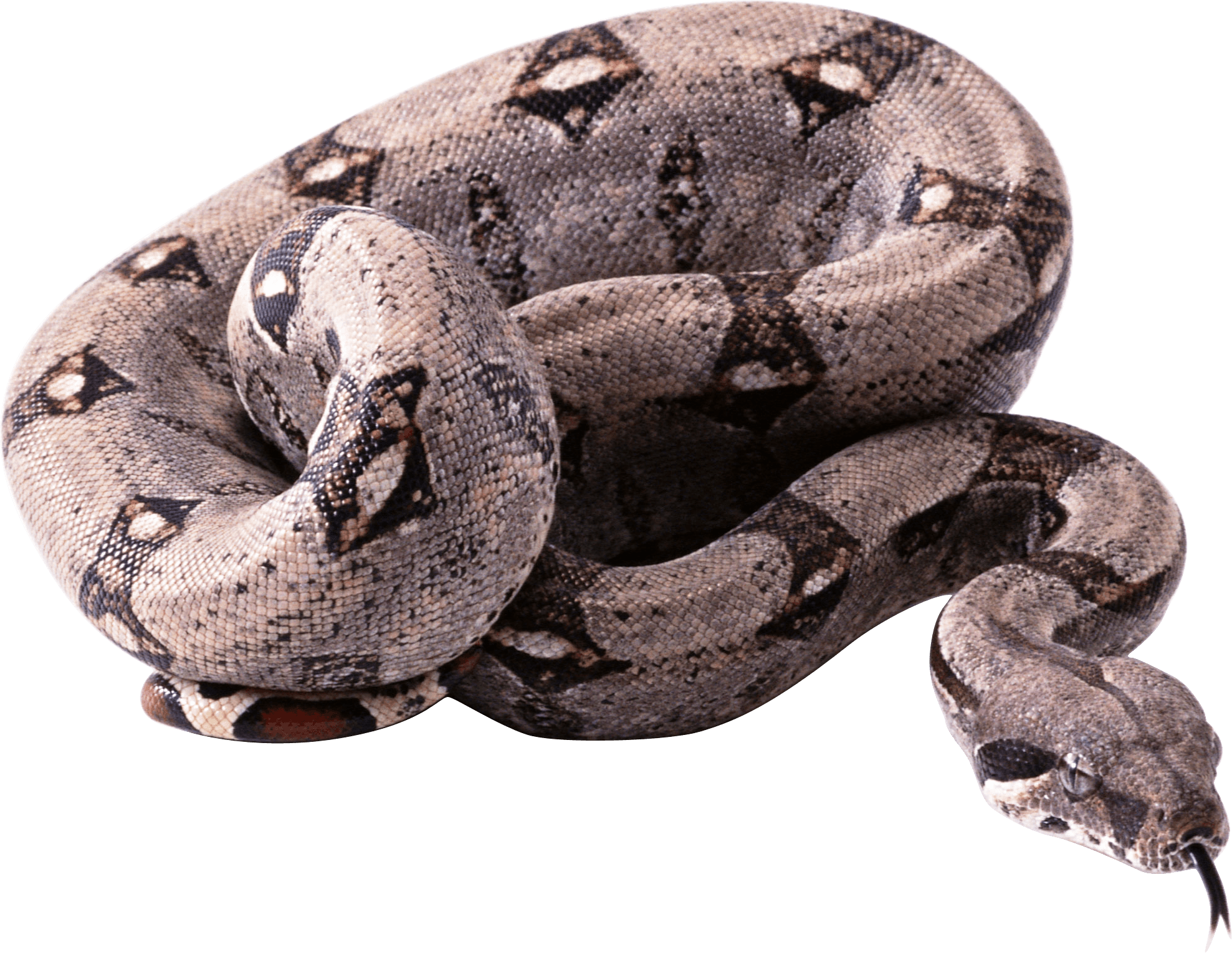 Snake Png Image Picture Download PNG Image