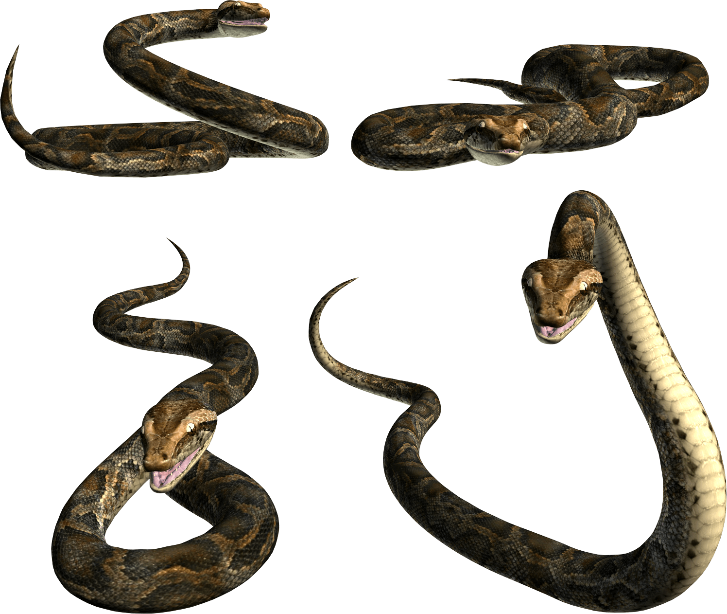 Snake Png Image Picture Download PNG Image