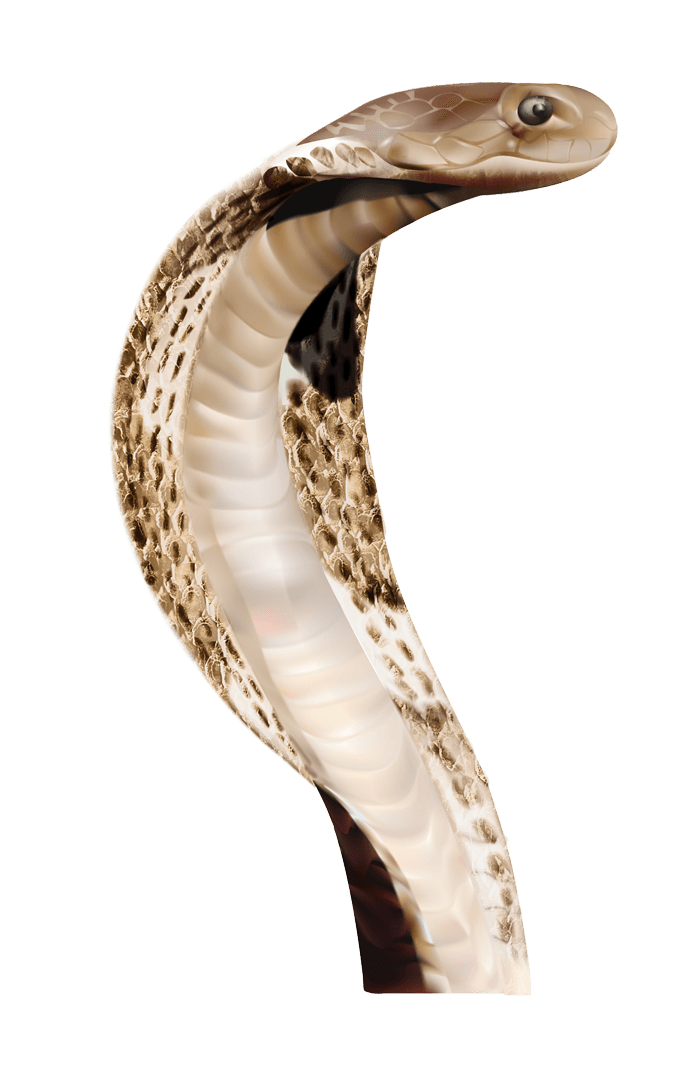 Anaconda File PNG Image