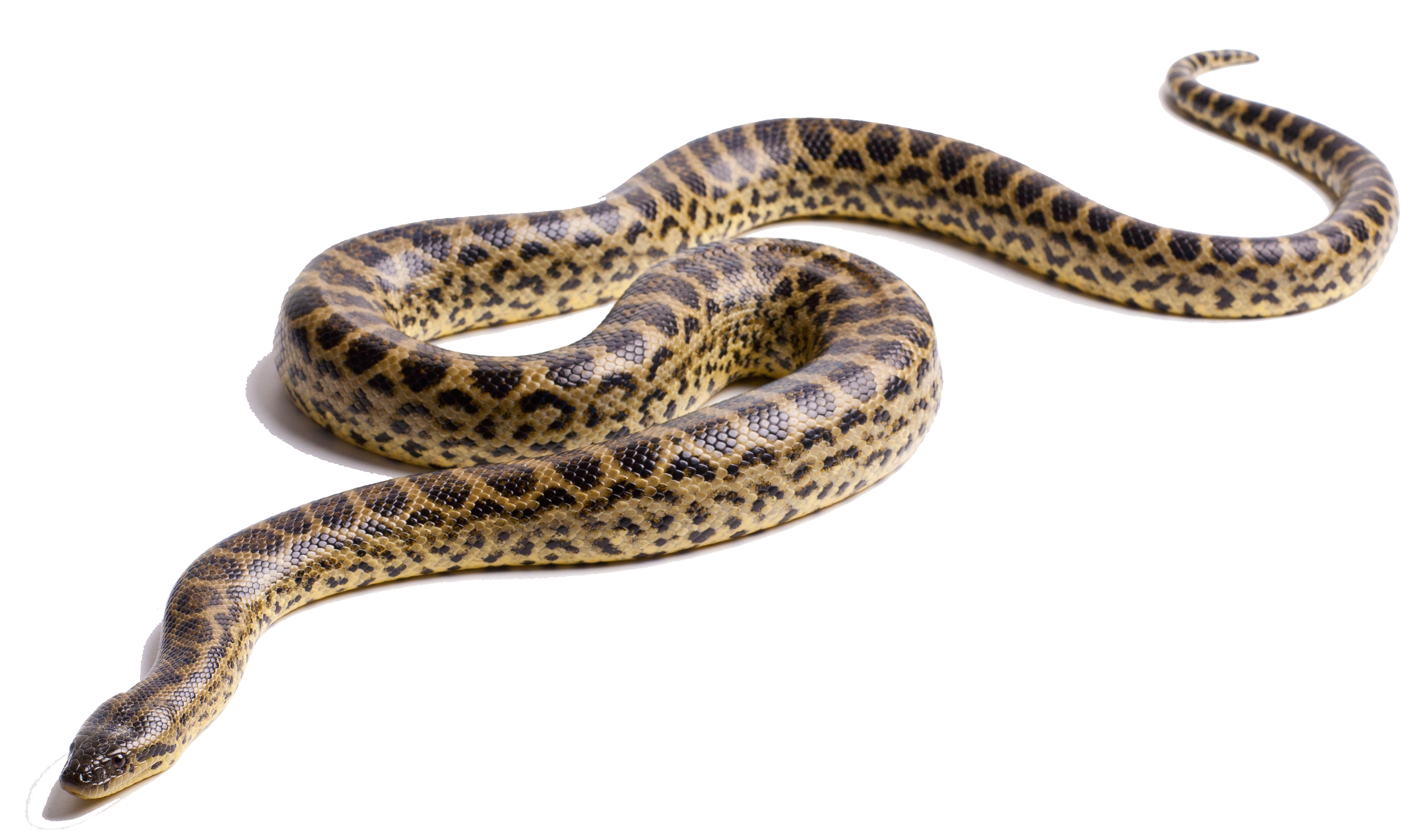 Anaconda Image PNG Image