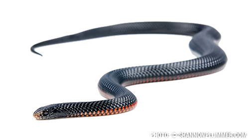 Black Snake File PNG Image