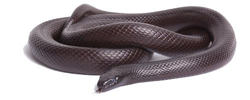 Black Snake Photos PNG Image