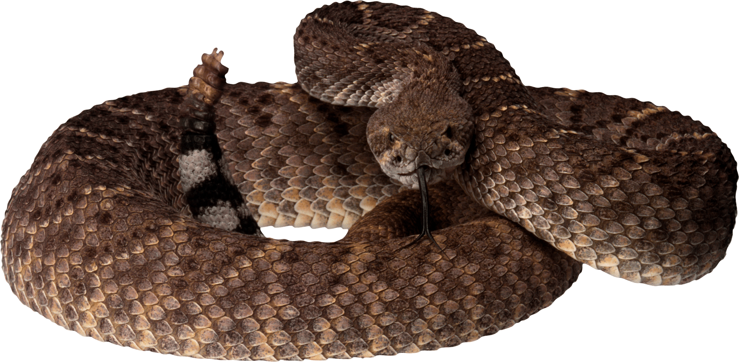 Snake Png Image Picture Download  PNG Image