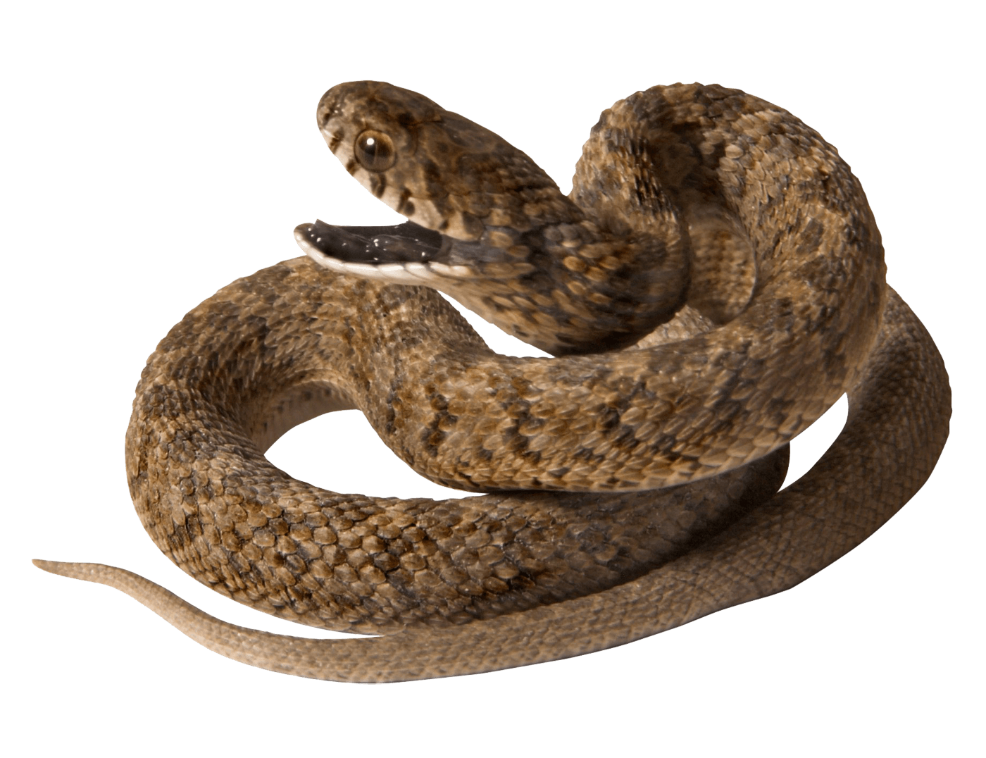 Snake Png Image Picture Download PNG Image