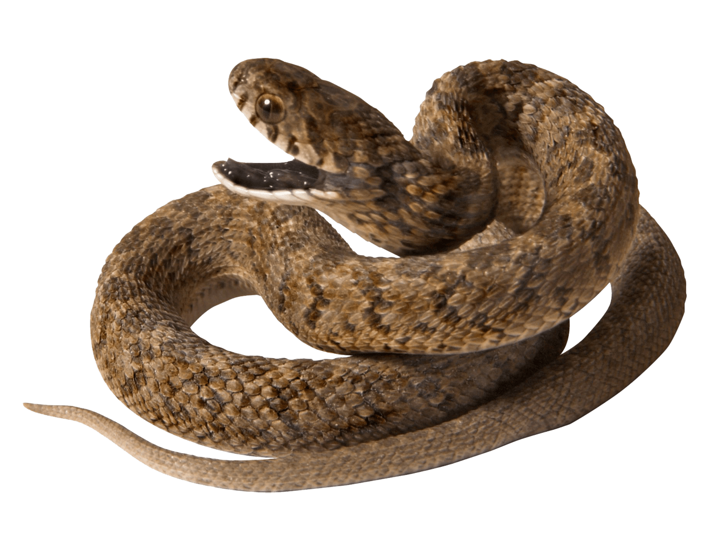 Snake Png Image Picture Download  PNG Image