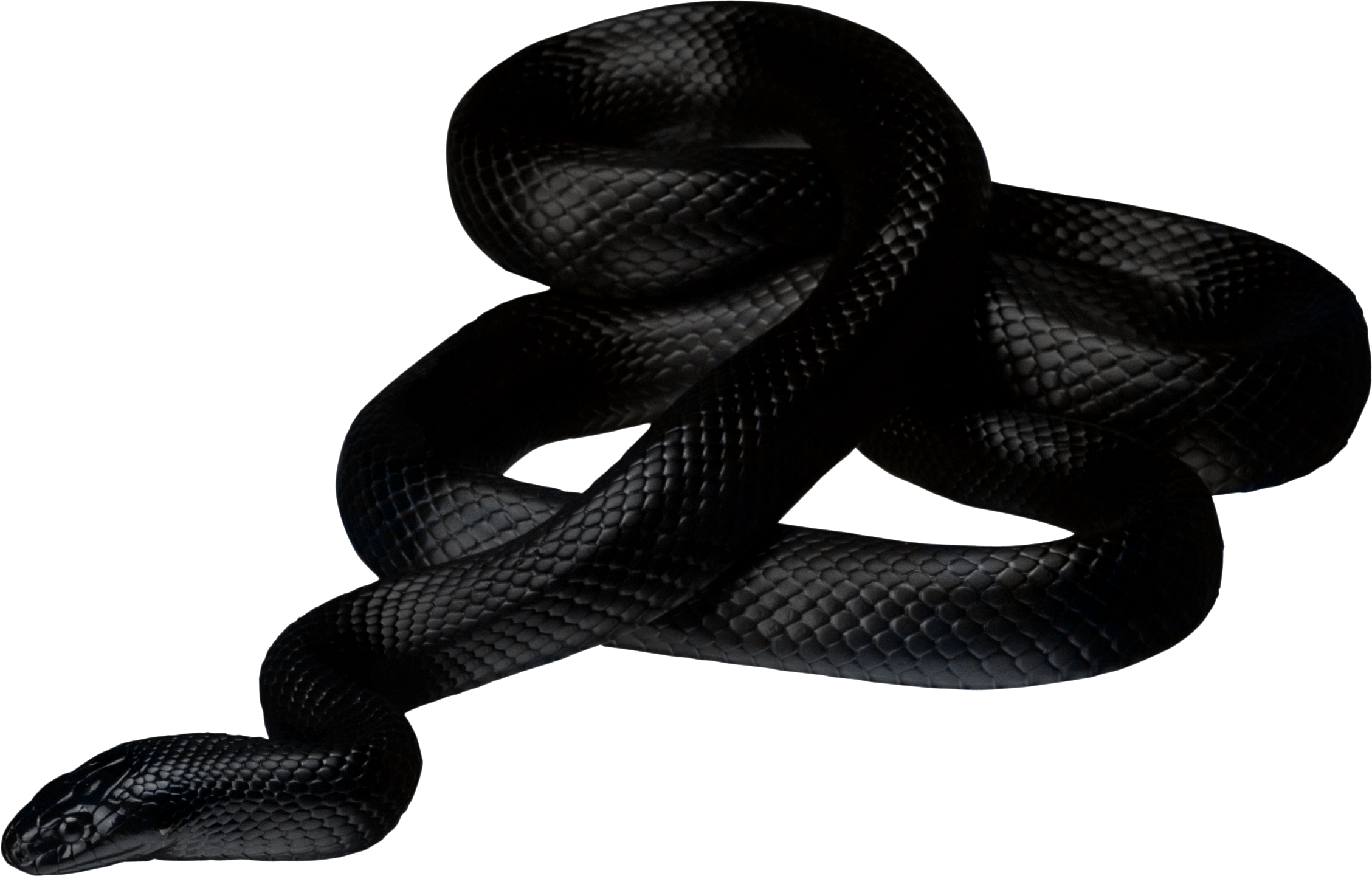 Black Snake Png Image Picture Download  PNG Image