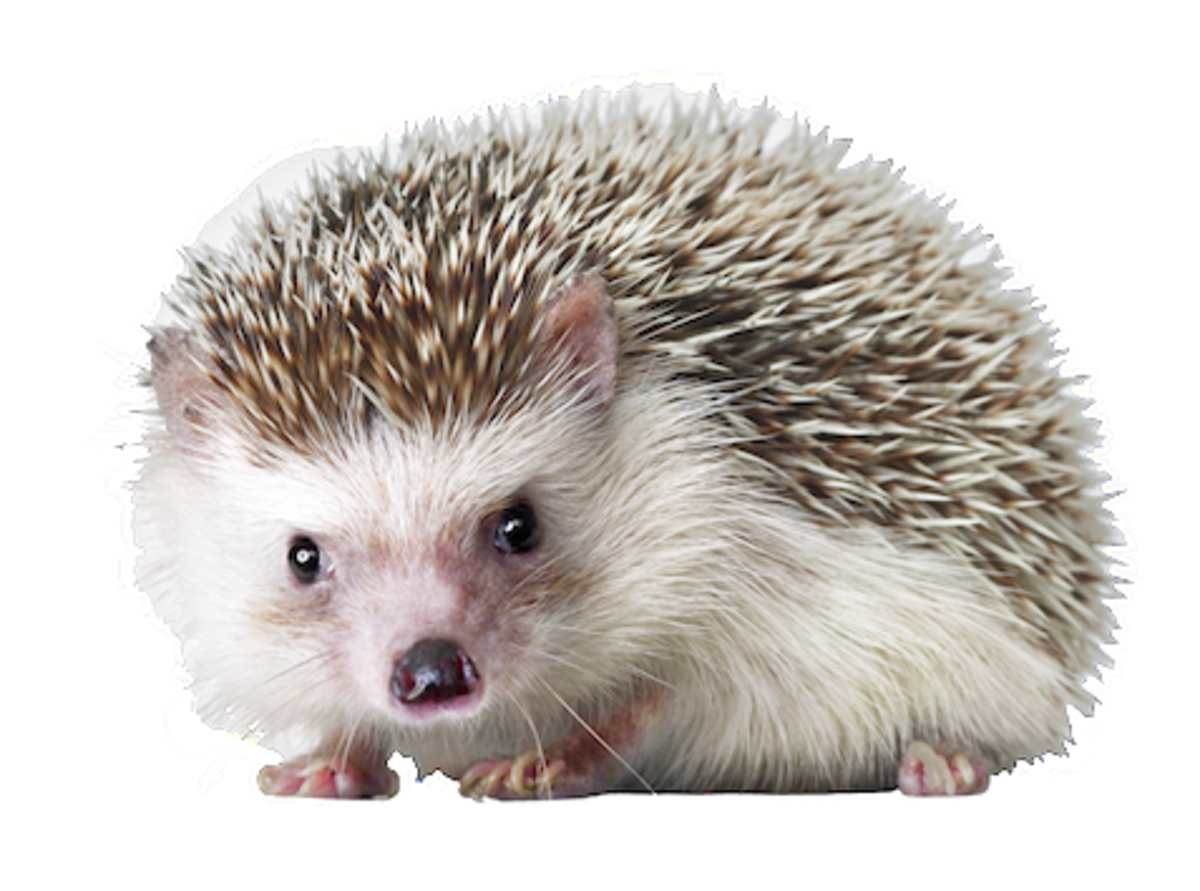 Porcupine Urchin Snout Sea Domesticated Atelerix Hedgehog PNG Image