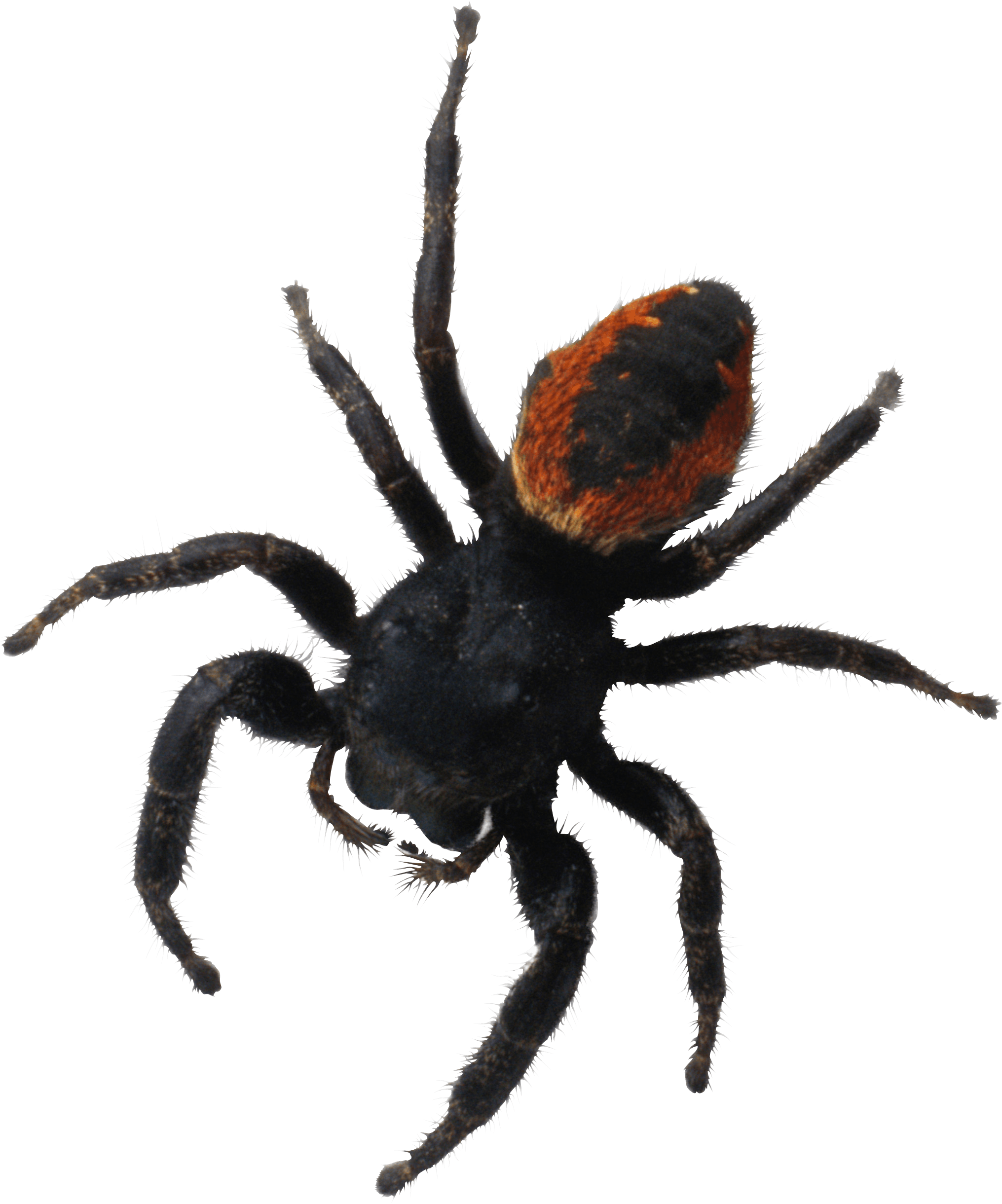 Spider Png Image PNG Image