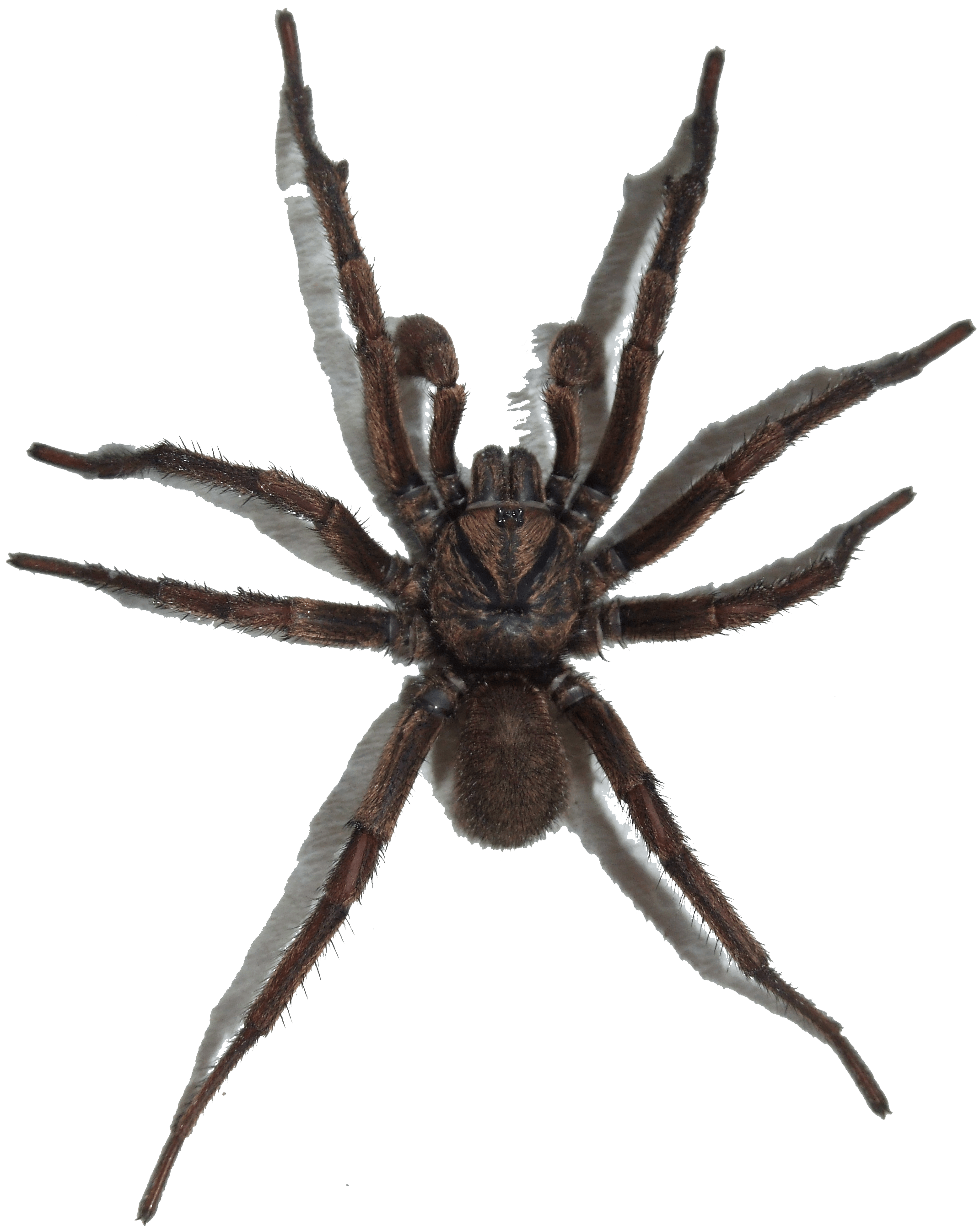 Spider Png Image PNG Image