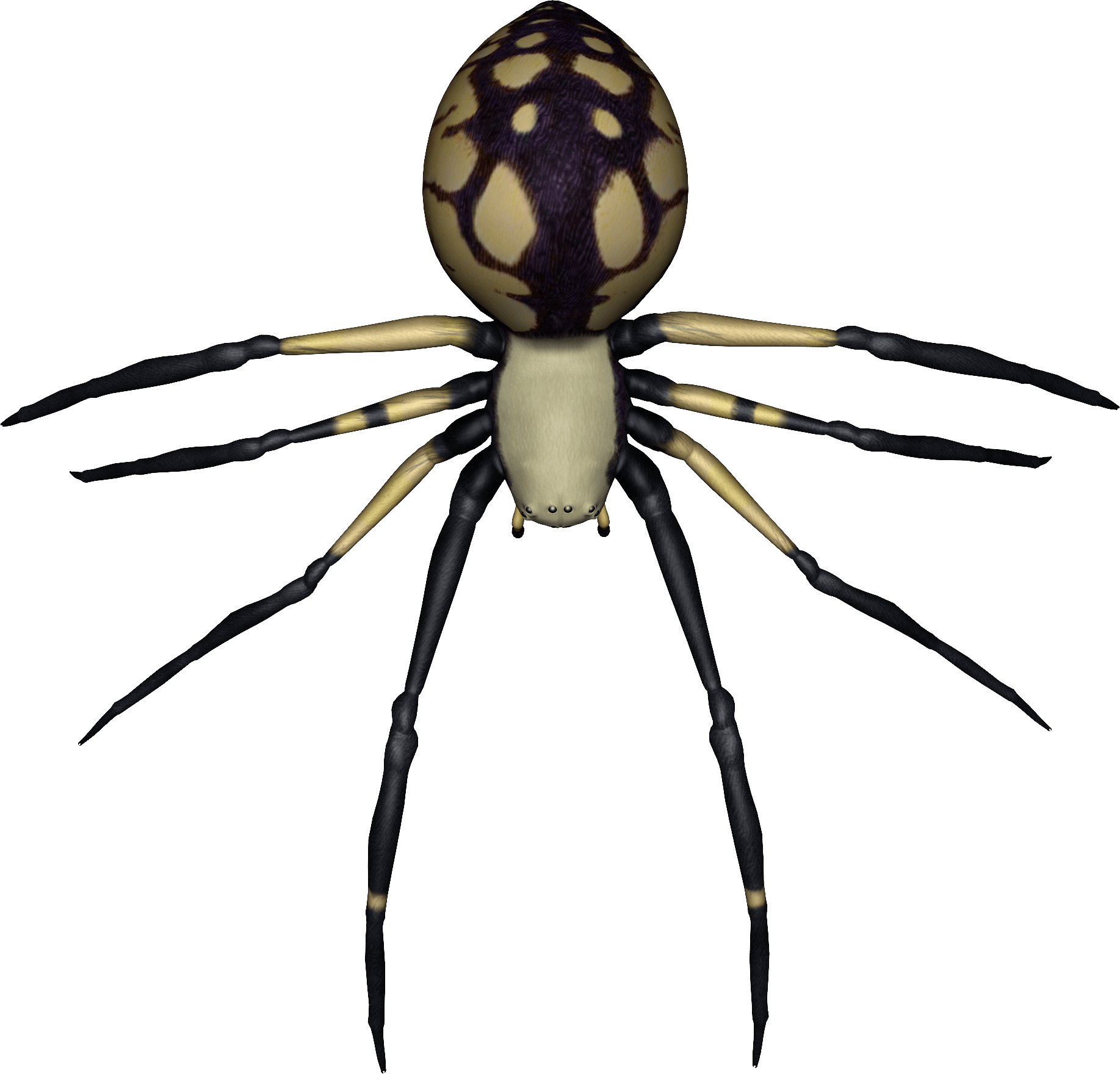 Spider Png Image PNG Image