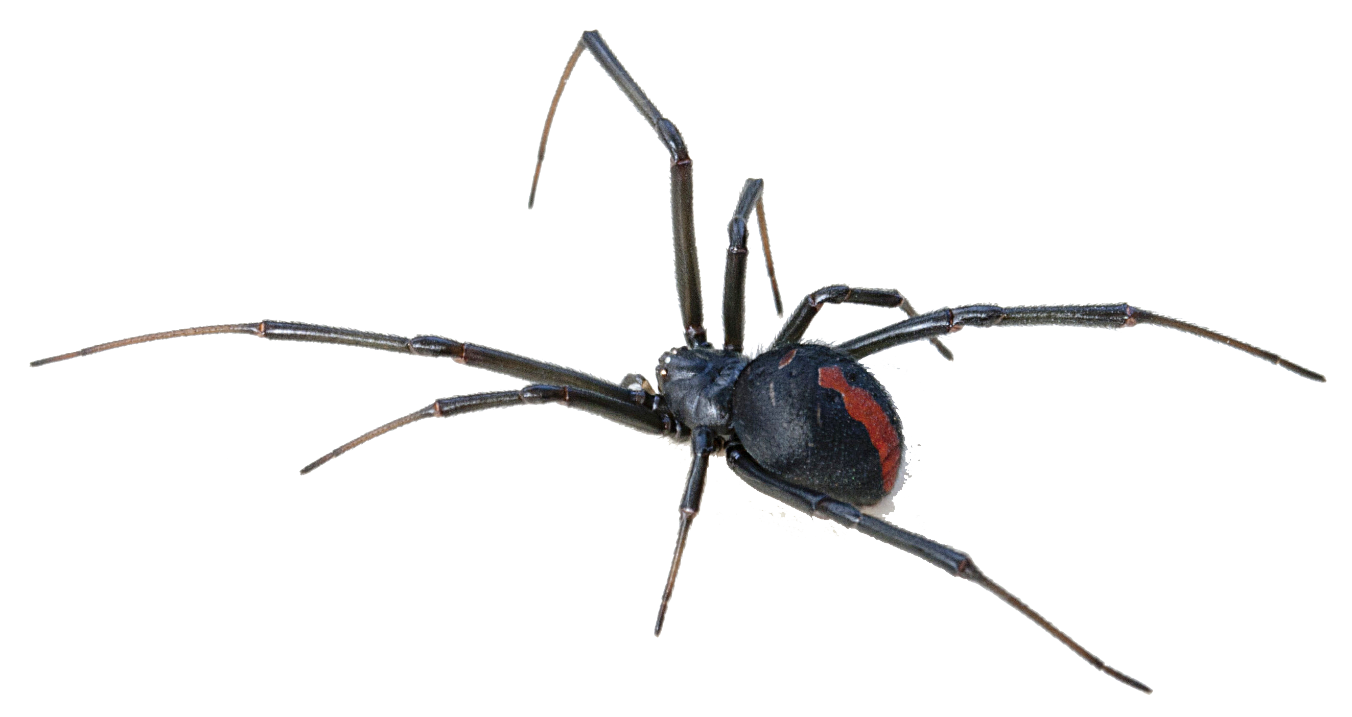 Black Widow Spider Transparent Background PNG Image