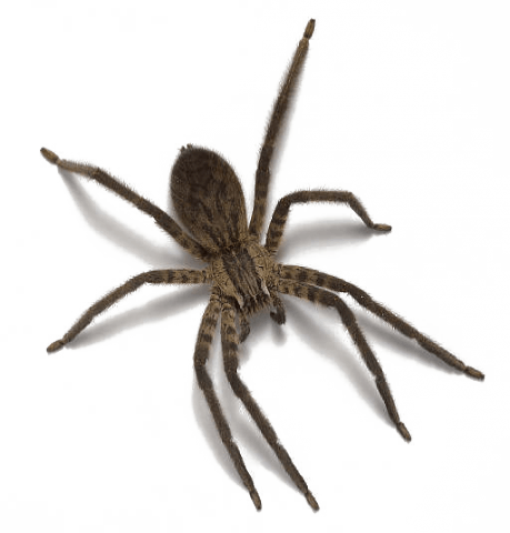 Spider Png Image PNG Image