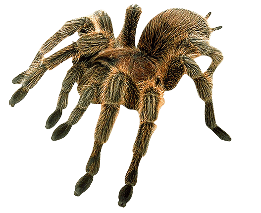 Spider Png Image PNG Image