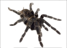 Spider Png Image PNG Image