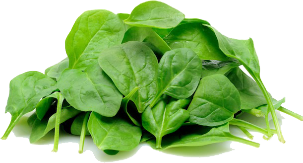 Green Organic Spinach HD Image Free PNG Image