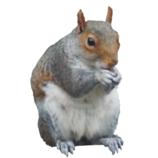 Squirrel Png PNG Image