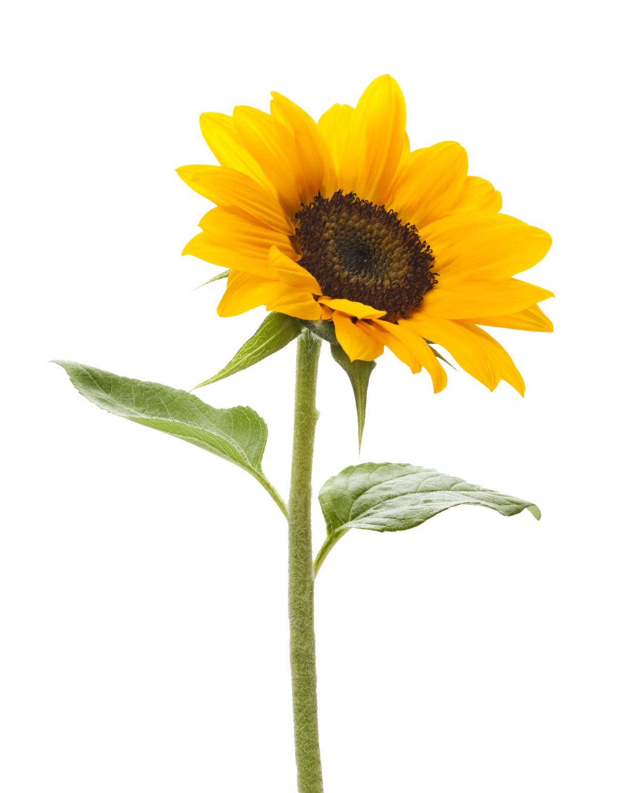 Sunflower Transparent Background PNG Image
