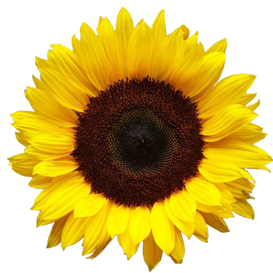 Sunflower Hd PNG Image