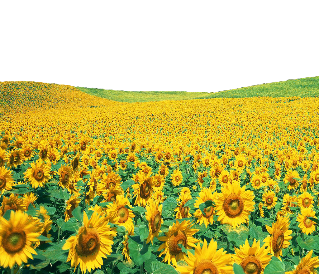 Sunflowers Png File PNG Image